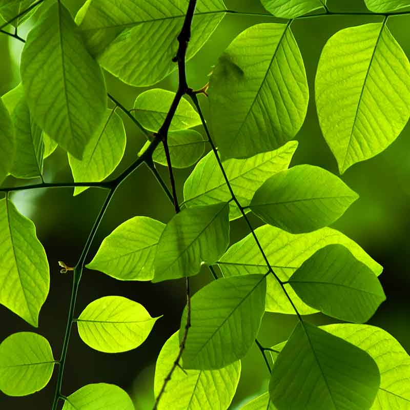 Green leaves illuminated from the back, suggesting nature and respect for the environment
